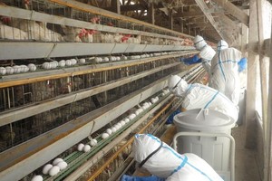 日本工作人员前往养鸡场进行消杀工作。（图：互联网）