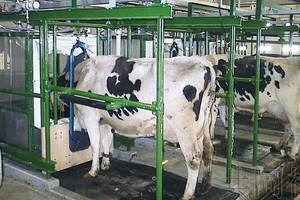 北海道立综合研究所机构的“酪农试验场”内，正在测定牛呼气中所含的甲烷量。（图：共同社）