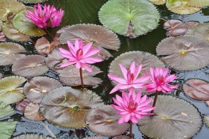 晓东摄影作品欣赏——池上舞