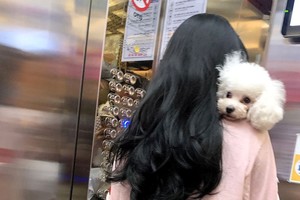 在本市某栋公寓里，饲养的狗只没有戴上口套和乘坐电梯时不将狗只放在笼里。