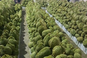 大量新鲜榴莲果集结于前江省丐礼仓库等待出口到中国市场。（图：灵丹）