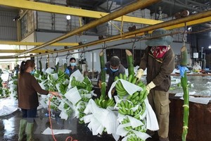 图为巴地-头顿省Kazuna公司出口香蕉粗加工工段。（图：越通社）