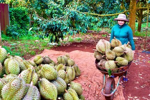 163榴槤种植区获准对中国出口