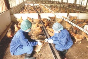 职能力量为家禽注射疫苗。