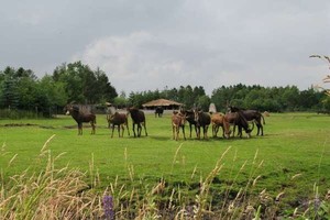 给斯卡德动物园。