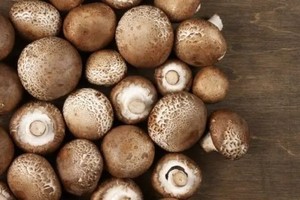 蘑菇可取代塑料制造超轻原材料