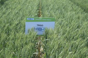 抗旱型转基因小麦 HB4 麦田。（图：互联网）