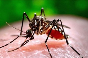 埃及伊蚊。（图：互联网）