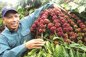 提升越南咖啡在国际市场地位