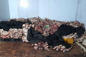 职能力量突查发现冷冻库里存有1吨多来历不详的冷冻猫。（图：同塔报）