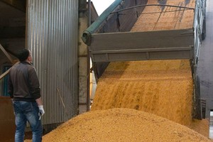 一辆卡车在乌克兰的一家加工厂卸货玉米谷物。（图：联合国）