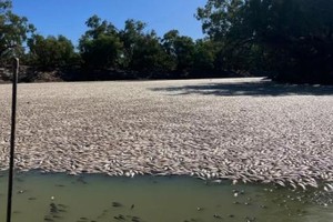 澳洲一河道现数百万条死鱼