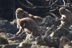 猴子能无意中造出原始石片工具。（图：互联网）