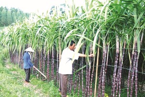 滀臻省甘蔗涨价农民盈利高