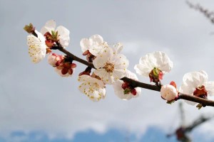 微雨杏花又清明