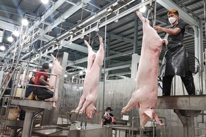 安夏工业屠宰场的生猪屠宰流水线一隅。（图：阮智）