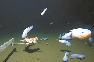 海洋深处观测到鱼类活动。（图：互联网）