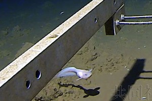 8336 米深海鱼类获吉尼斯纪录认证