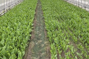 以二氧化碳为原料农作物生长剂