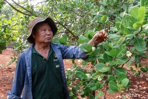 我国最大腰果产地的平福省近年因天气欠佳而导致失收。（图：黎银）