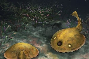 发现４亿多年前盔甲鱼新成员