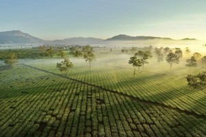 美丽的嘉莱茶湖海。