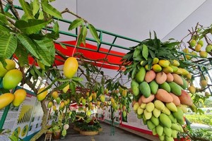 图为 2022年同塔省芒果盛会一隅。（图：PLO）