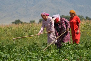 在吉尔吉斯斯坦比什凯克，女农民在田里干活。（图：联合国）