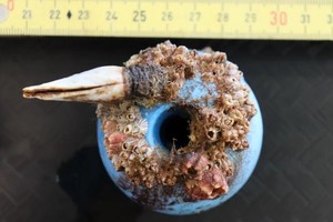 垃圾上的藤壶。（图：互联网）