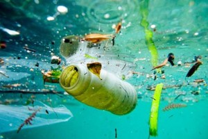 太平洋垃圾带成沿海物种新家园