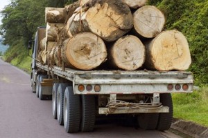 “化学指纹”有助辨识树木原产地