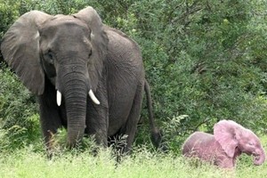 粉红小象（右）颜色明显与大象不同。（图：互联网）