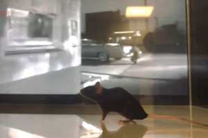 科学家用AI解码老鼠大脑