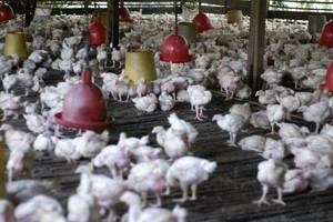 图为印尼一养鸡场。（图：互联网）