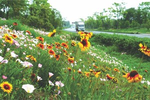 一路花香 盛近 攝