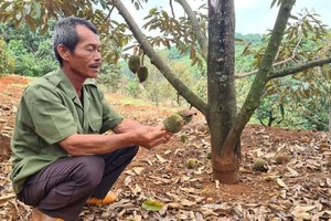 嘉莱省Ia Grai县Ia To乡4号村范文科农夫拿着其榴梿园脱落地下的榴梿幼果。（图：淮南）