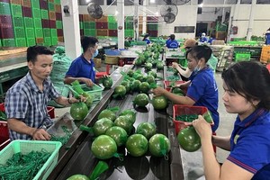 槟椥省绿皮柚子在市场上享有盛誉和销路稳定。