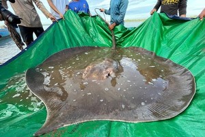 图为柬埔寨北部的渔民意外捕获了这条重达近181千克的查菲窄尾魟。该物种是世界上最大的淡水鱼之一，最常见于柬埔寨湄公河的深水区。（图：National Geographic）