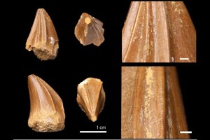 在摩洛哥出土新沧龙物种