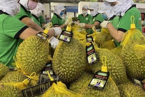 出口榴梿。（示意图：互联网）