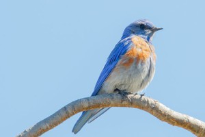 鸟鸣声可释放心理压力
