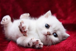 （示意图：互联网）