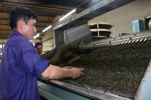 茶叶加工工段一隅。（图：工商报）