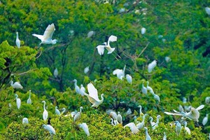 游客参观薄寮鸟园。