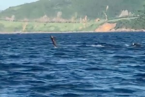 一群海豚在海面上跳跃。（图：视频截图）