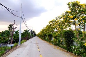 第十二郡盛禄坊的沿河涌两边百花齐放。