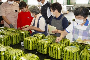 日本“方形西瓜”开始出货