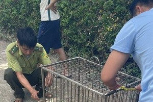 逾 15 公斤珍稀巨蜥闯民宅