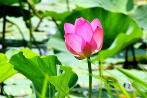 肖明摄影作品欣赏——明媚夏日