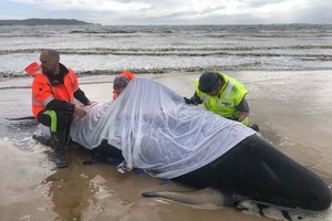 图为 2020年9月22日，在澳大利亚塔斯马尼亚州西海岸，救援人员在救助搁浅鲸鱼（手机拍摄）。（图：新华社）
